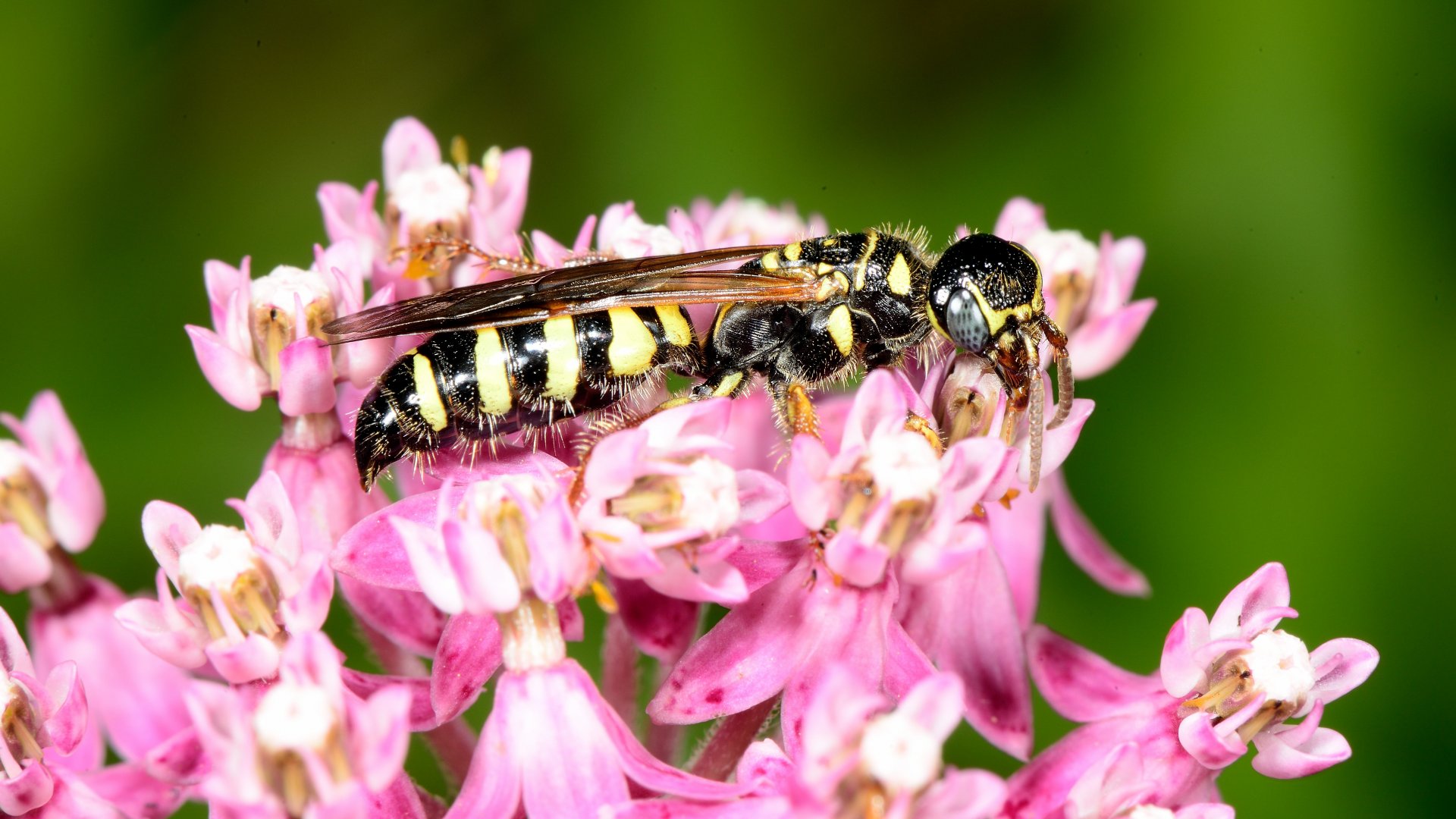 Myzinum quinquecinctum on swamp milkweed.
