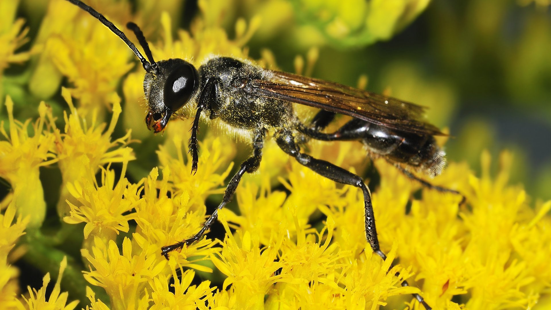E. Aureonatata