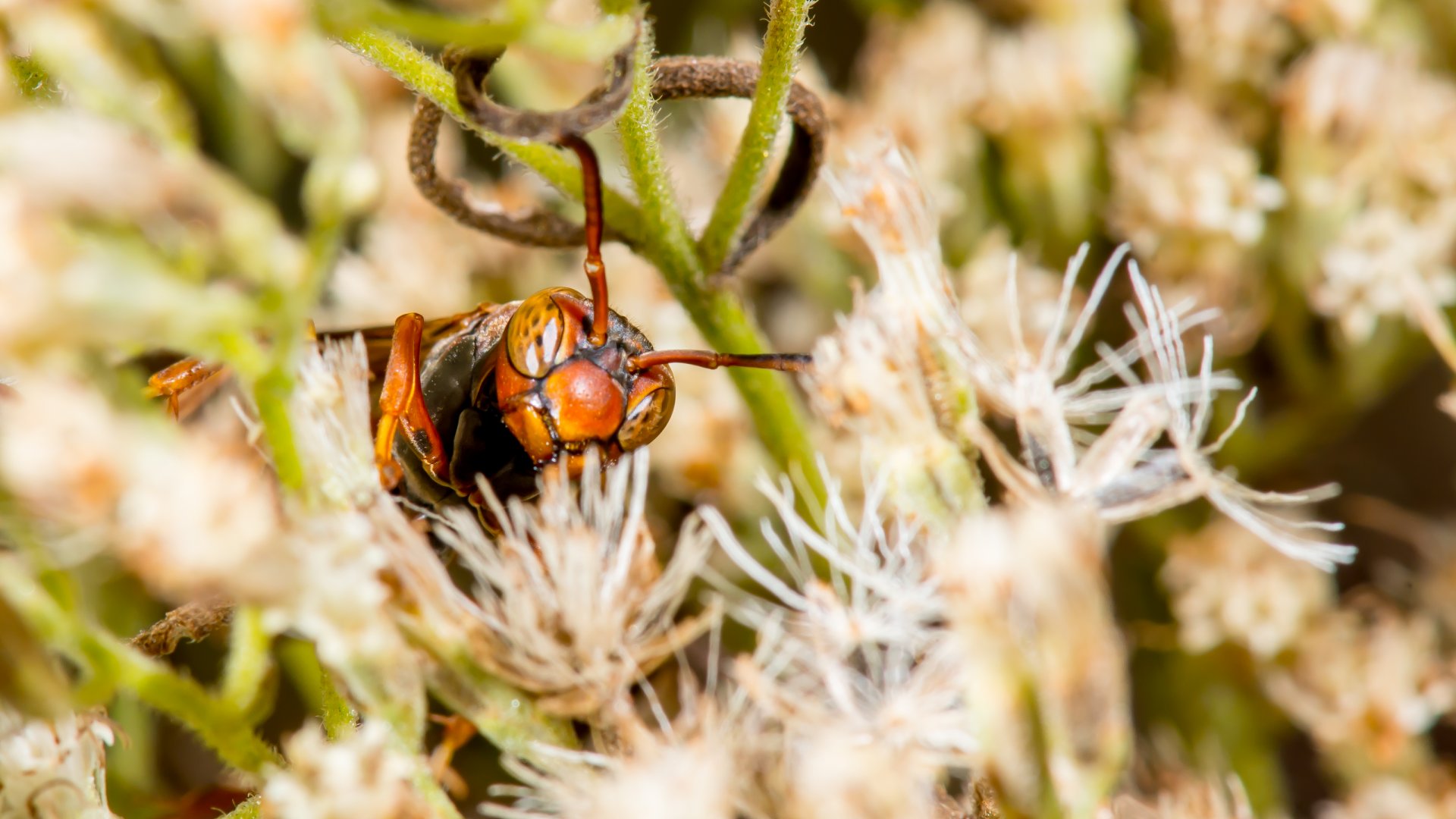 Wood wasp