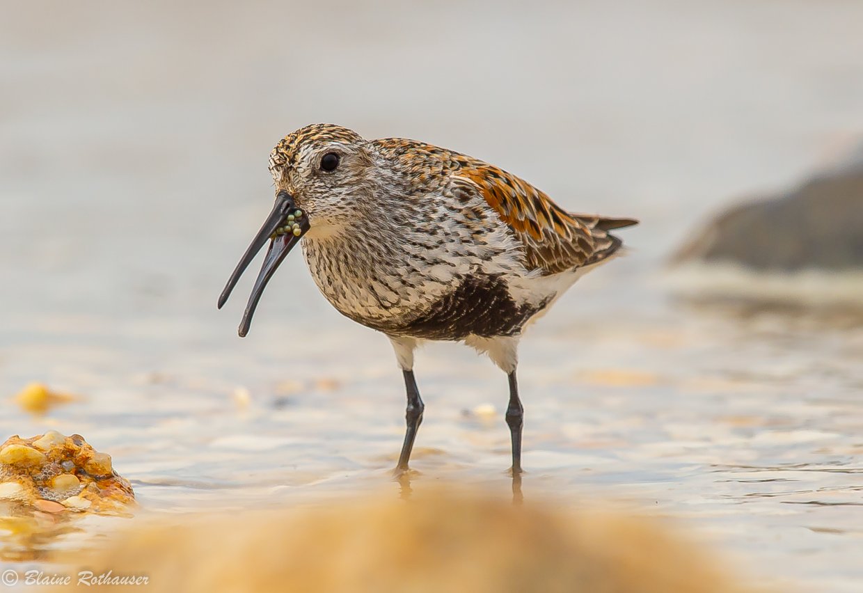 dunlin eating horseshoe crab eggs